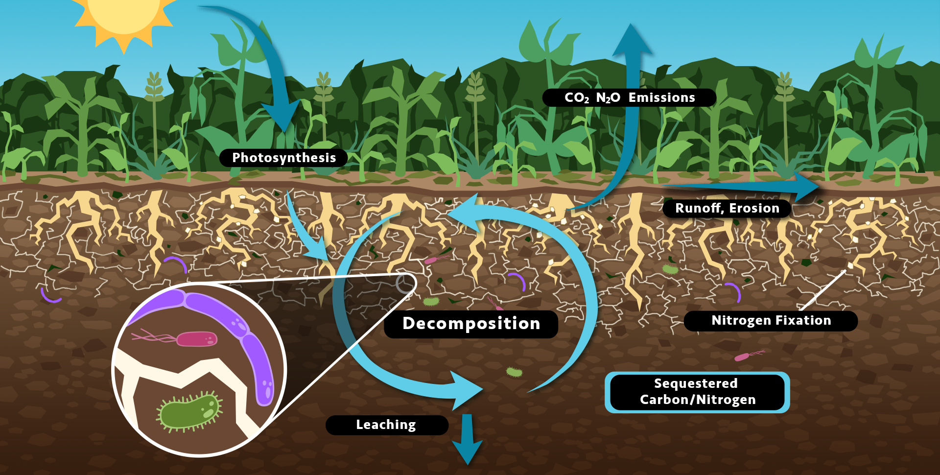 Diagram of soil carbon and nitrogen cycling with cover crop