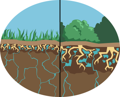 Grassland and shrubland with view of roots in soil and water infiltration