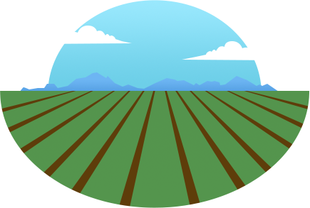 Field of row crops