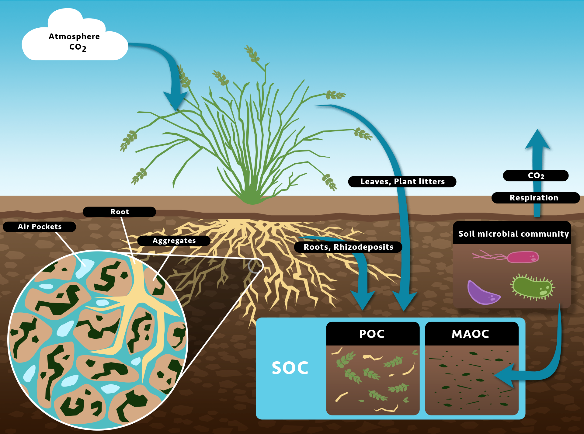 Diagram of Soil microbial community regulates soil organic matter cycling.