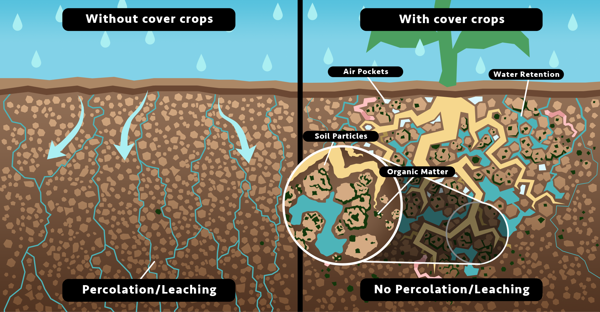 Diagram Cover crops increase aggregation and soil water storage